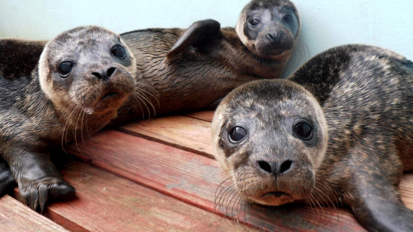 treacys-enniscorthy-courtown-seal-rescue-centre-01