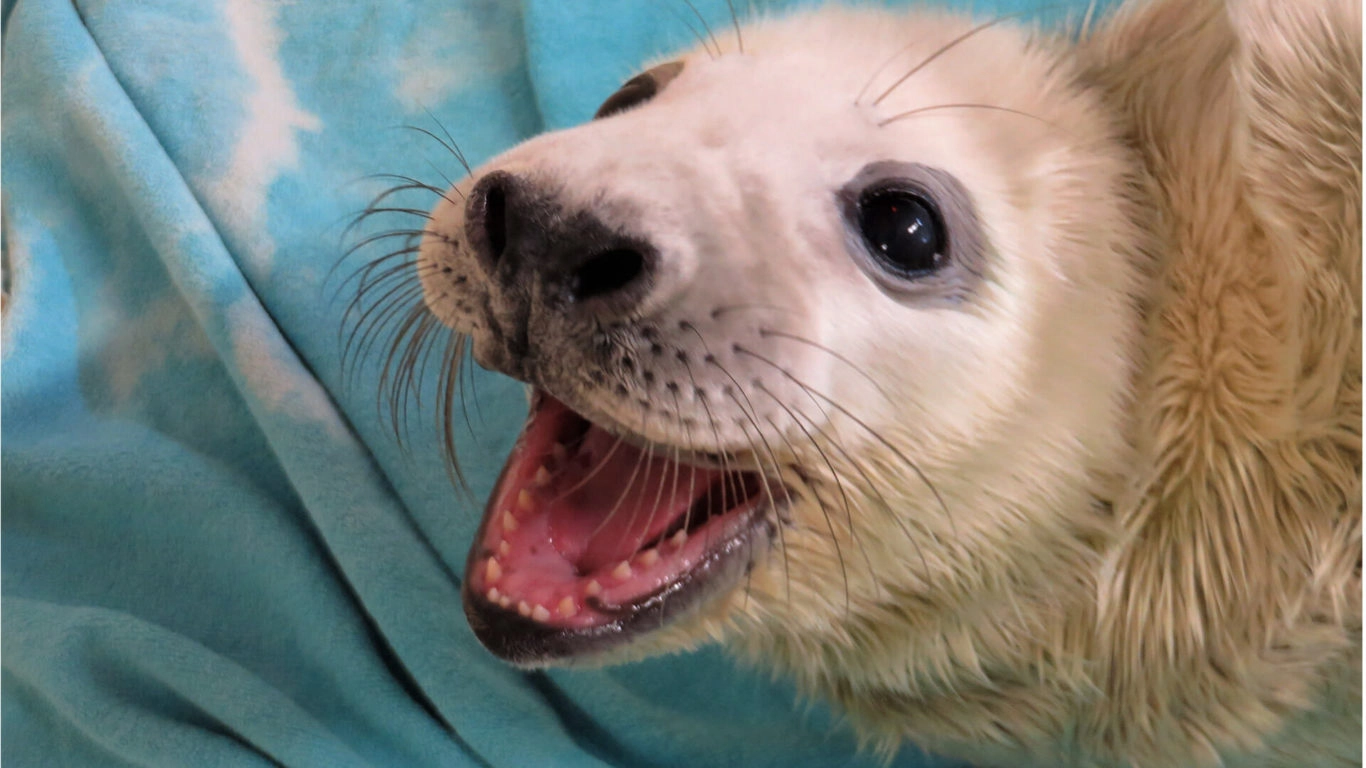 treacys-enniscorthy-courtown-seal-rescue-centre-02