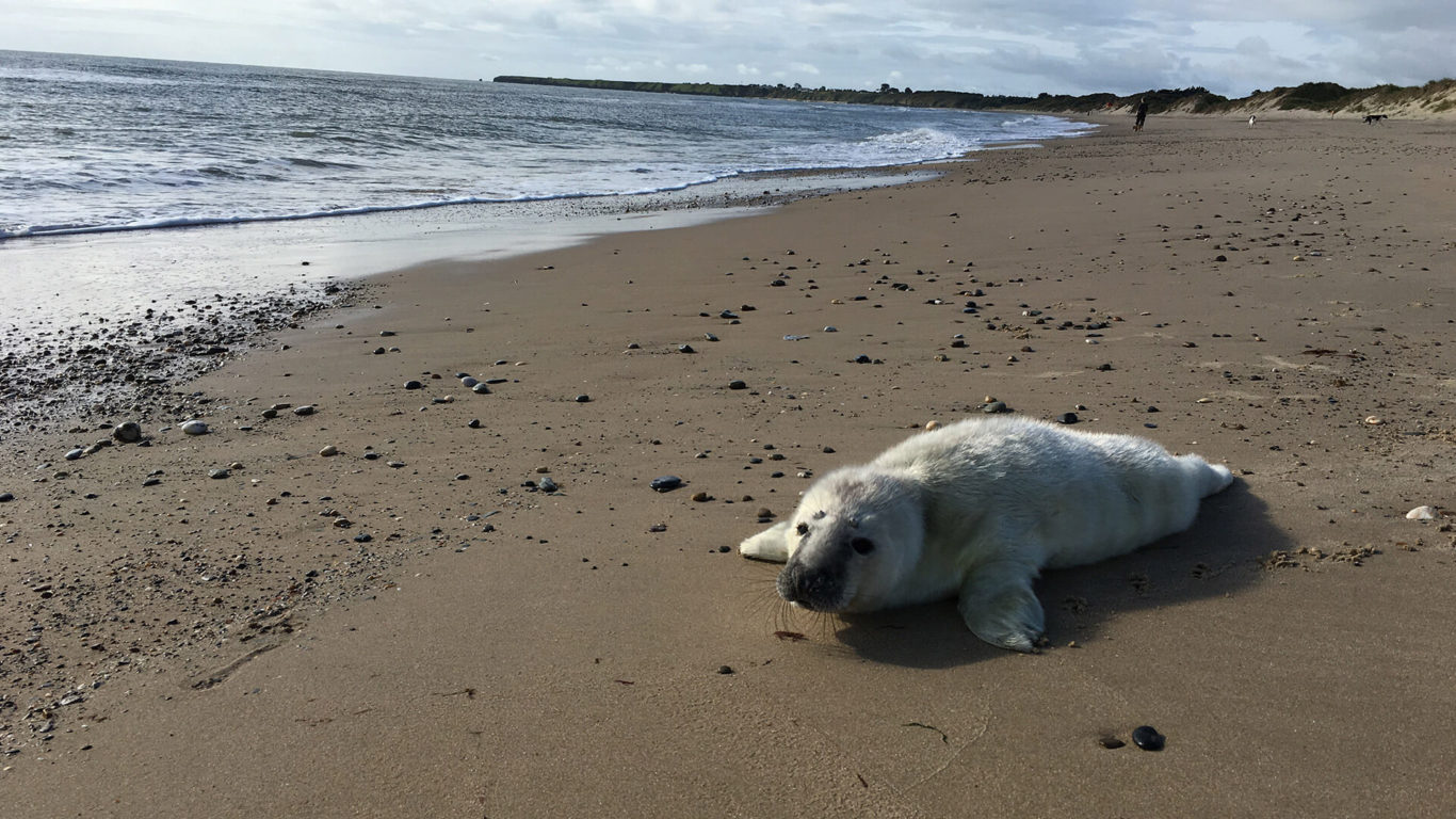Serene sandy beach scene with a playful seal pup basking under the sun, gentle waves lapping the peaceful shore.