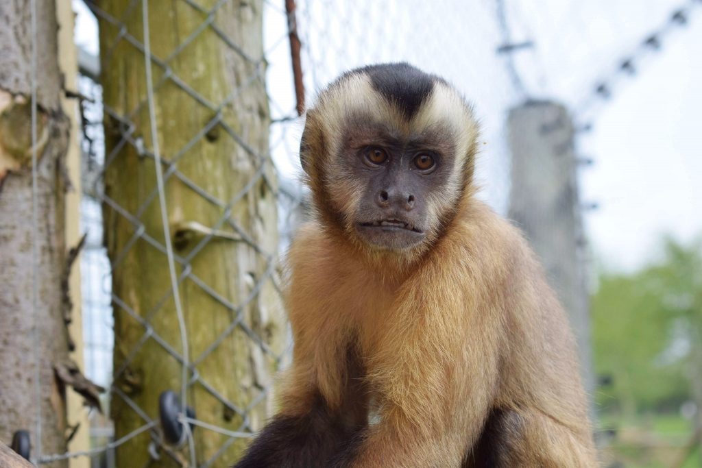 little-monkey