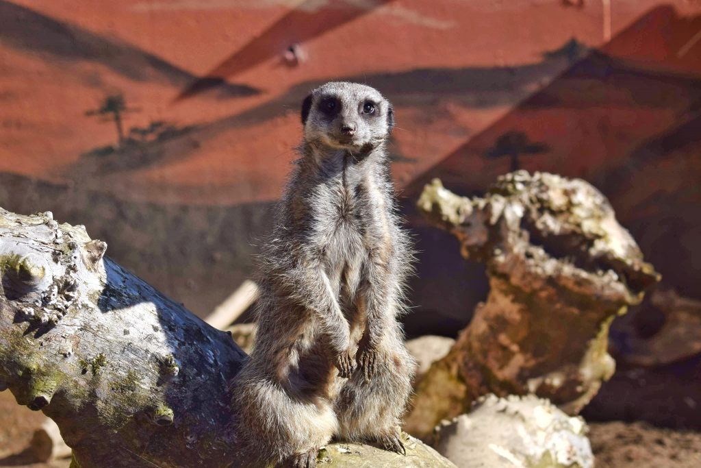 meerkat