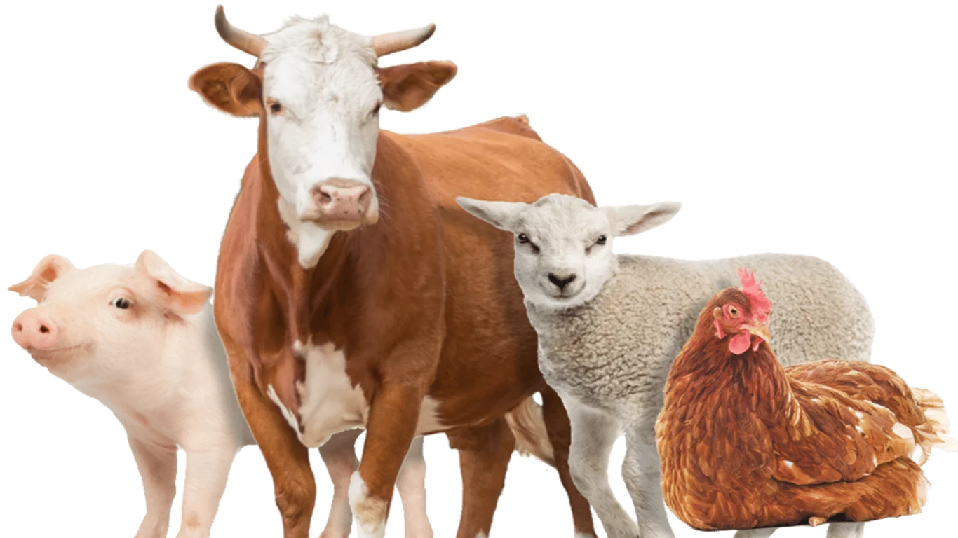 farm-animals-png-3