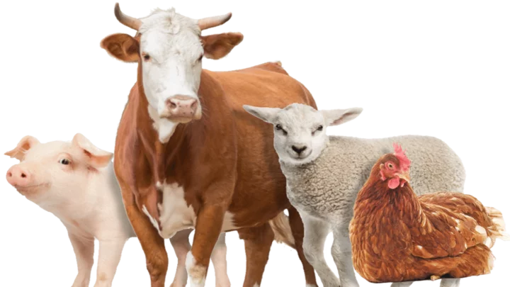 farm-animals-png-3