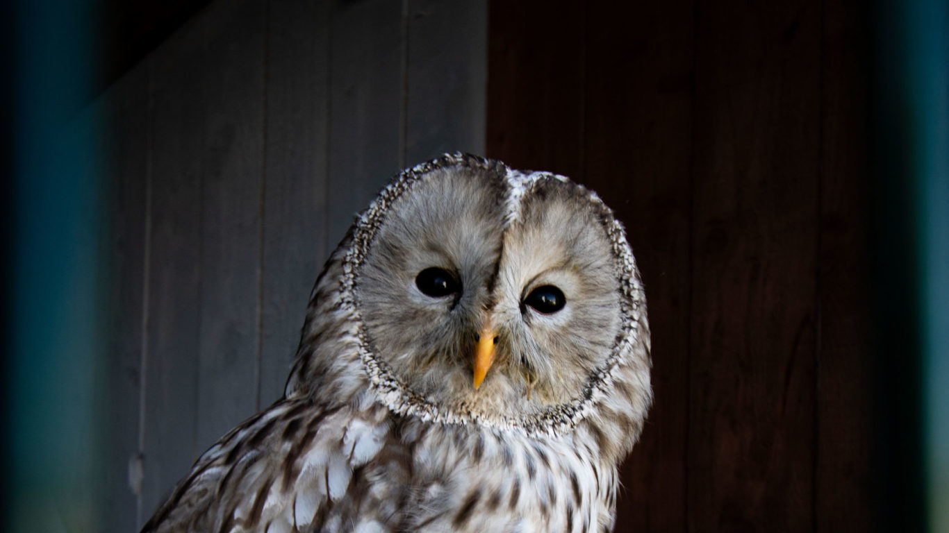 Falconry centre 2 (1)
