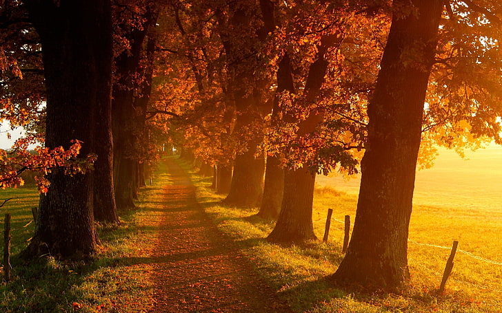 Fall theme