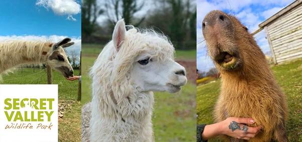 Three animals—a llama, an alpaca, and a capybara—are shown outdoors at Secret Valley Wildlife Park, with the park’s logo in the bottom left corner.